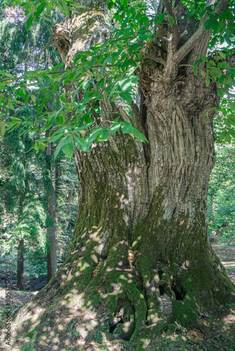 Ancient whispers: A glimpse of a majestic Tuscan Tree