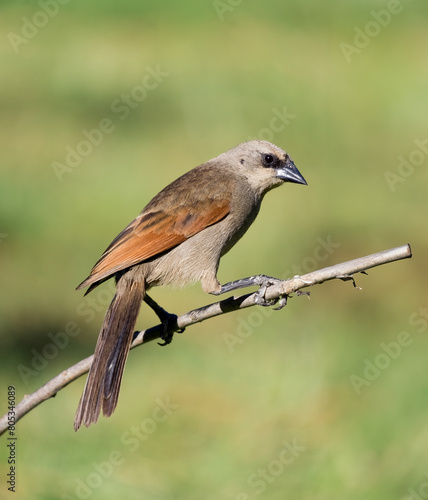 Close-up View of a Baywing (Agelaioides badius) Perched on a Branch in Nature photo