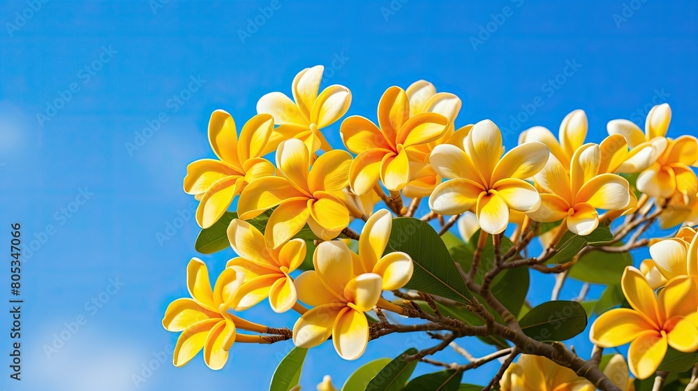 Obraz premium flowers yellow plumeria