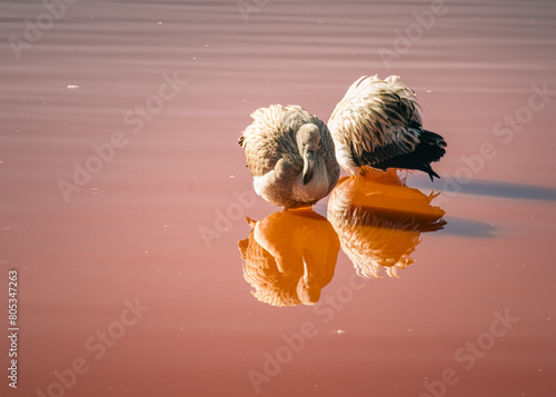 Graceful reflections on the reddish waters of Laguna Colorada photo