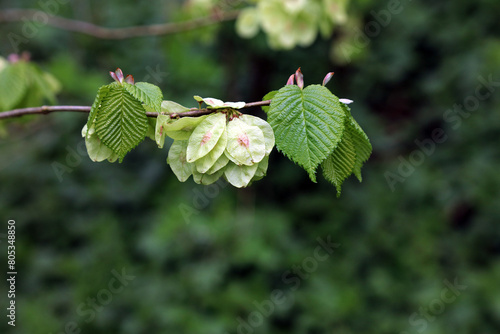 Macro image of Wych Elm fruit and leaves in Spring, Derbyshire England 
