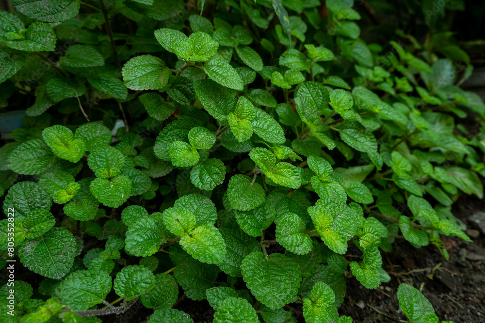 Fototapeta premium collection of mint leaves (Mentha)