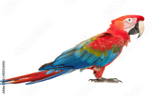 Vibrant Scarlet and Azure Macaw isolated on Transparent background.