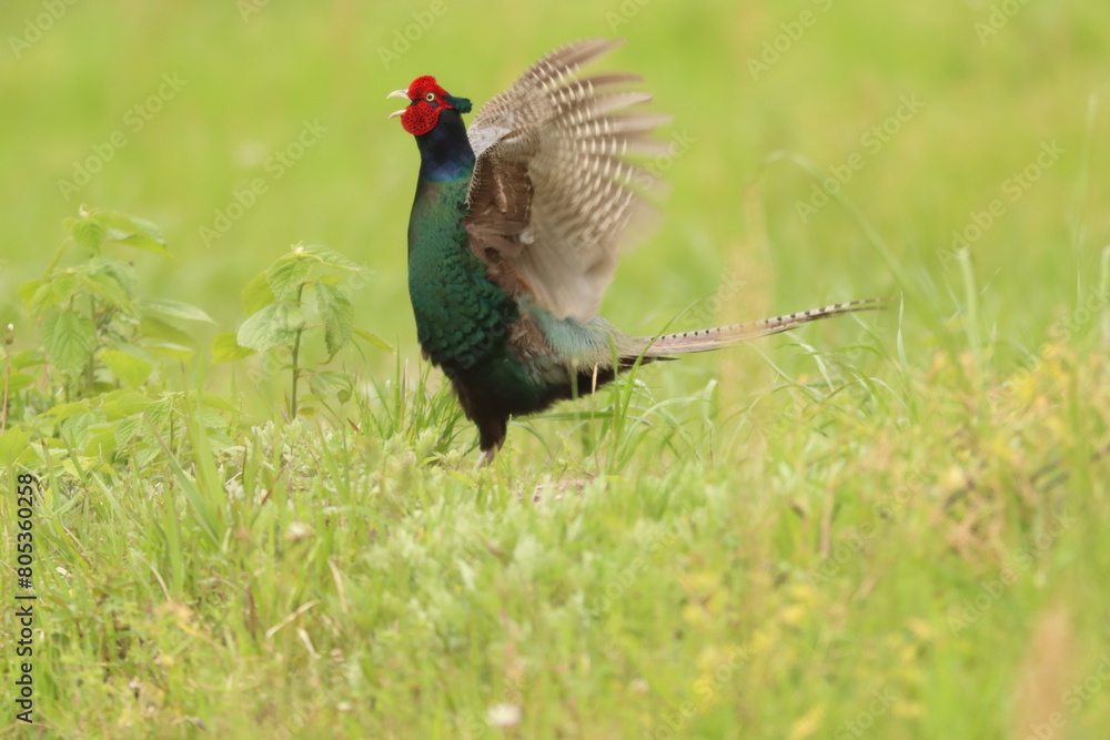 Fototapeta premium 日本の国鳥【キジ】