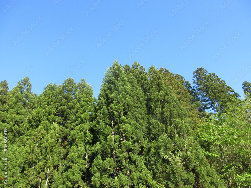 青空と杉林