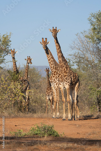A group of giraffes standing together looking into the camera with a blue sky as background  Greater Kruger. 
