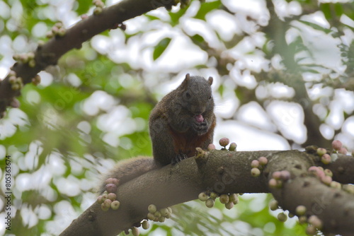 Callosciurus erythraeus eating fruit on a banyan tree © yunjung