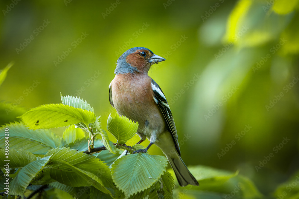 Fototapeta premium A male common chaffinch (Fringilla coelebs) sits on a thick branch with green leaves and looks toward the camera lens on a spring evening. Close-up portrait of male chaffinch with green background.