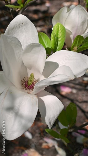 Large white magnolia flowers, close-up. Magnolia denudata, the lilytree, Yulan magnolia. Spring bloom. Floral background. photo