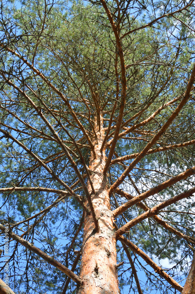 Pine tree against the sky. Pine tree against the sky.