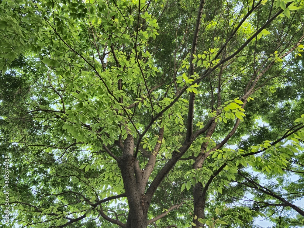 나무