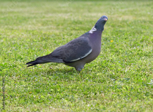 Ringeltaube auf der Wiese