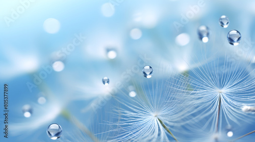 water drops on Dandelion Seed