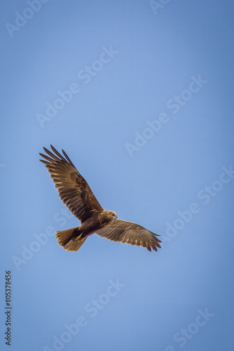 An adult female western marsh harrier flies towards the camera lens on a sunny spring day with a blue sky background.