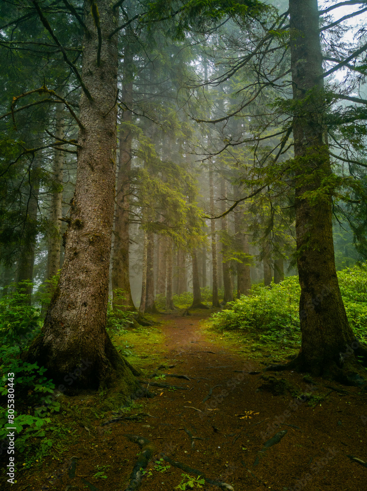 Fototapeta premium Mystical Foggy Forest: A Serene Natural Escape