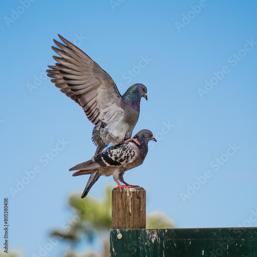 Photos A Pair of Pigeons Copulating
