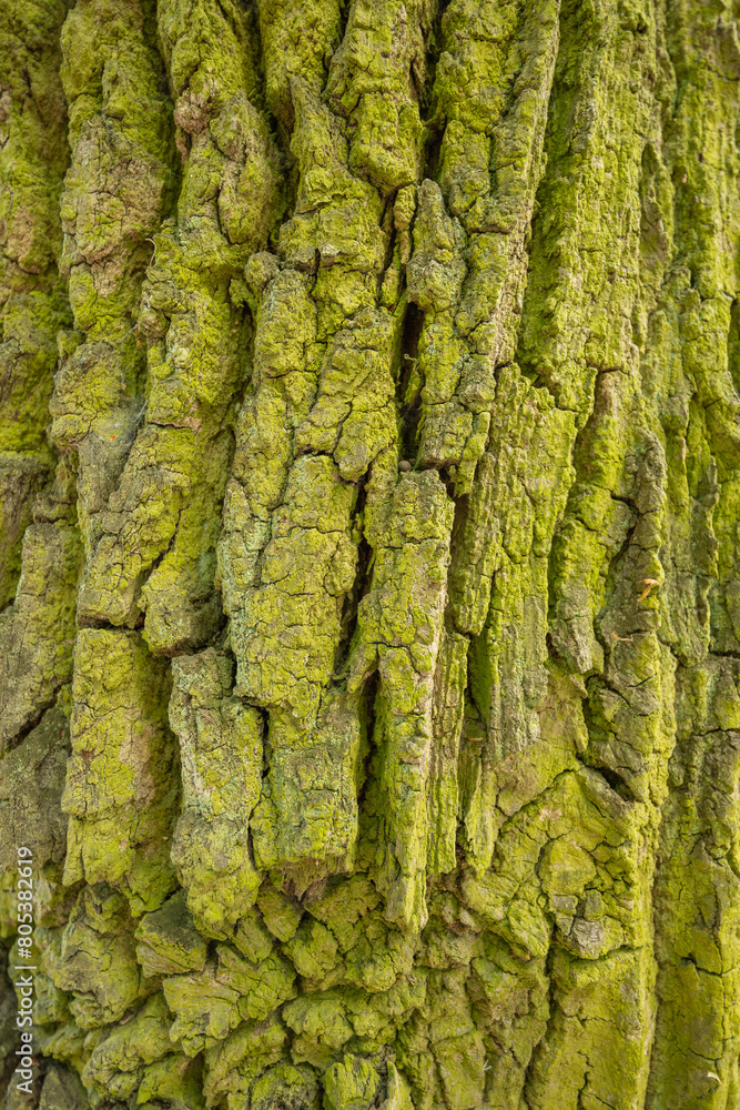 bark of a tree bark of a tree