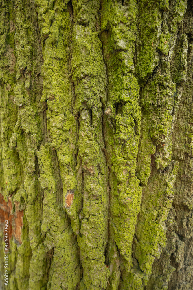 bark of a tree