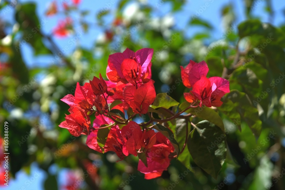 Close up of branch with red flowers of Bougainvillea glabra, met in Sri Lanka