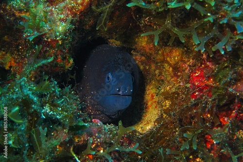 Black moray eel in the algae covered underwater wall. Colorful seascape with hiding eel. Marine animal portrait. Underwater photography from scuba diving with the wild marine life.