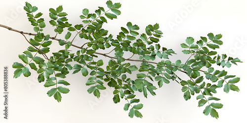 A close-up of a branch covered in green leaves