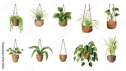 Collection of beautiful plants hanging in various ceramic pots isolated on white background