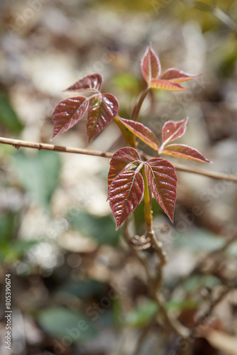 Newly emerged red spring leaves. 