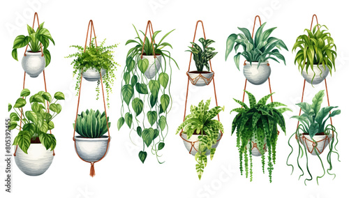 Collection of beautiful plants hanging in various ceramic pots isolated on white background