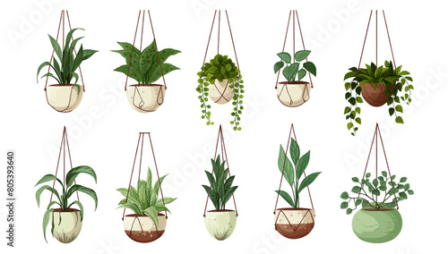 Collection of beautiful plants hanging in various ceramic pots isolated on white background