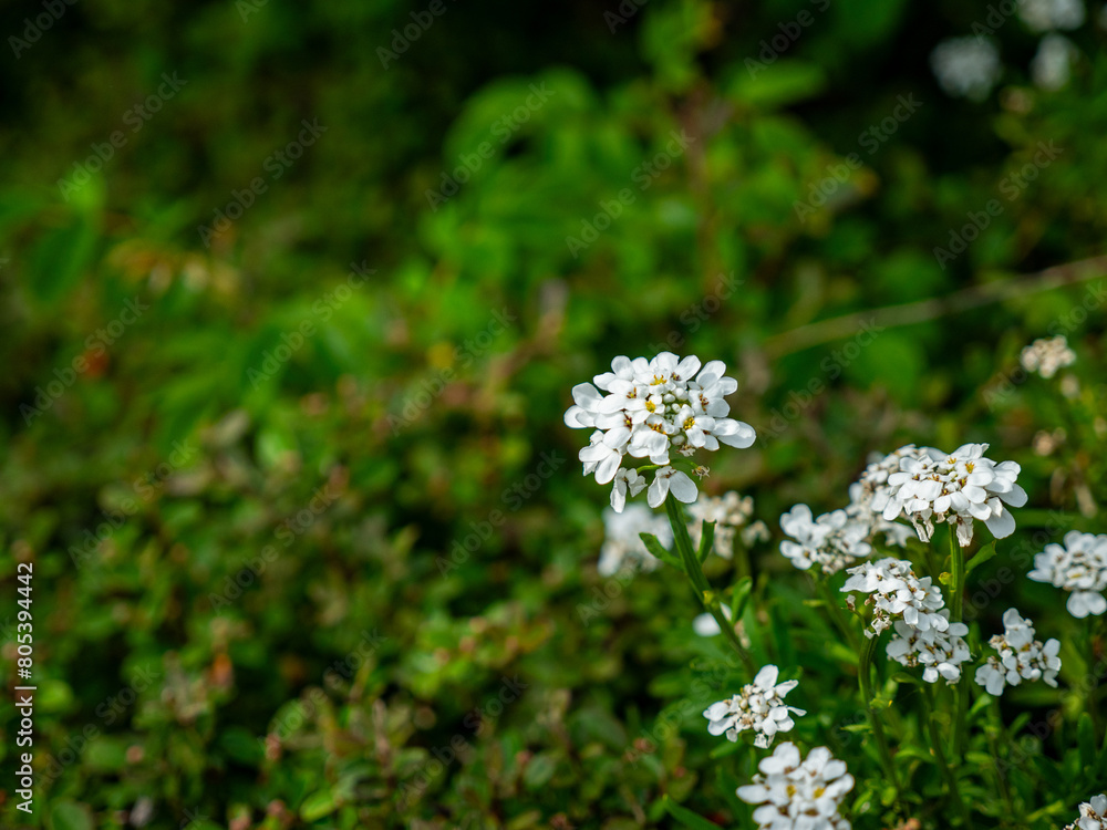 Close-up shot of an evergreen candytuft with a blurred background Close-up shot of an evergreen candytuft with a blurred background
