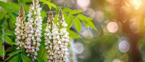 White wisteria floral background, best for web, banner, travel, and tranquil background.