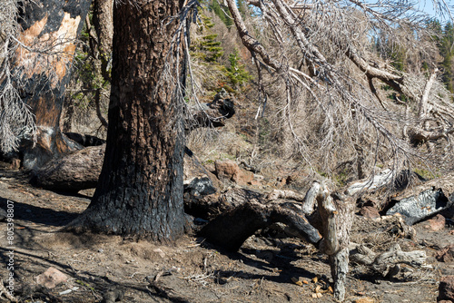 interesting type of trees in the lassen volcanic national park  california