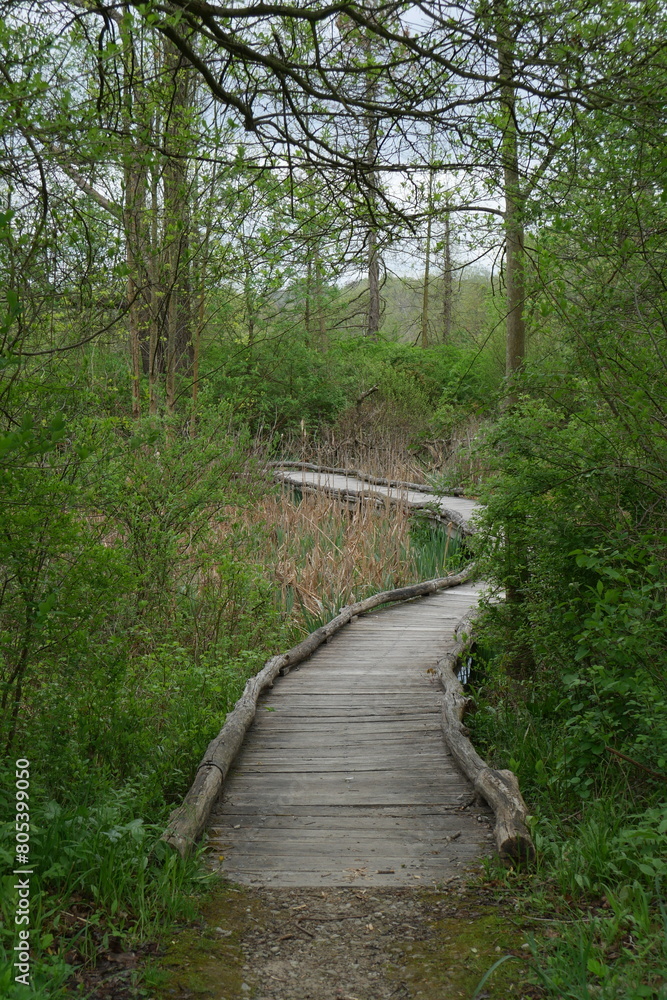 Fototapeta premium Elevated wooden boardwalk path going through a wooded landscape in Ohio