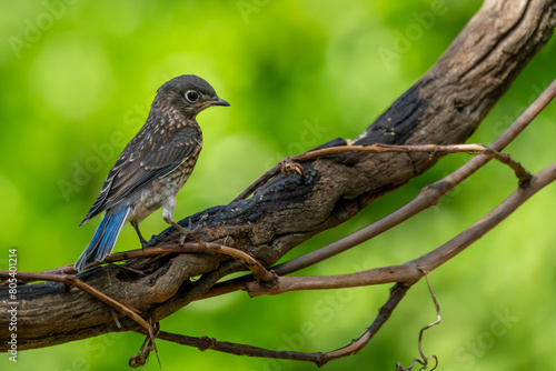 Juvenile Bluebird Perched on a vine