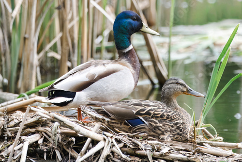 Foto A mallard couple nesting