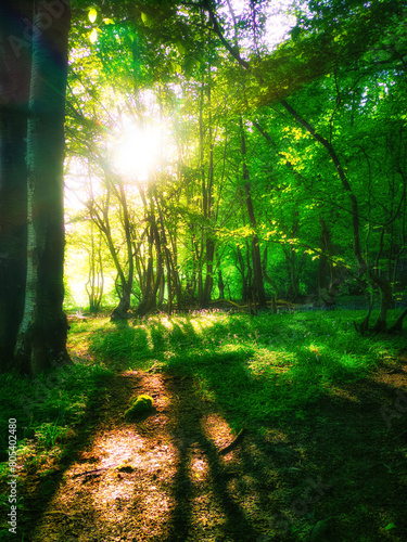 Sunrise through the trees