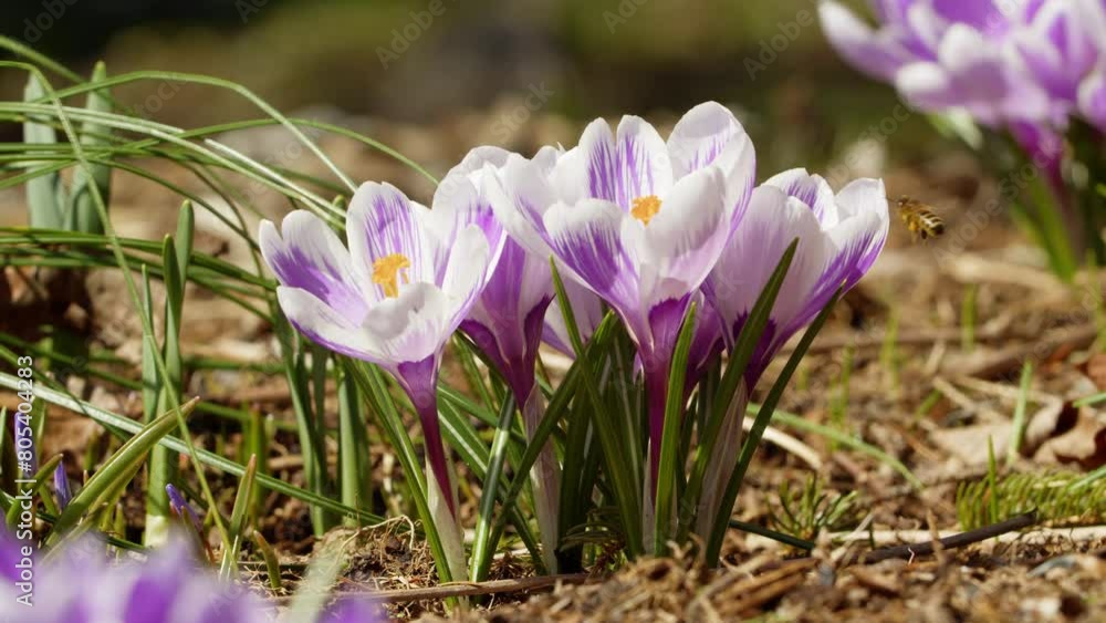 Purple crocuses bloom in early spring in a Halifax park in Canada. The contrast of their delicate petals against the backdrop of the park's scenery must be breathtaking. Purple crocuses bloom in early spring in a Halifax park in Canada. The contrast of their delicate petals against the backdrop of the park's scenery must be breathtaking.