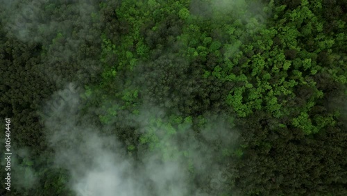Wallpaper Mural a wonderful flight over a green mixed deciduous forest in a haze of steam clouds or fog Torontodigital.ca