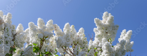 Weißer Flieder vor blauem Himmel