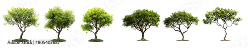 Realistic green trees collection with different styles isolated on white or transparent background  3d rendering