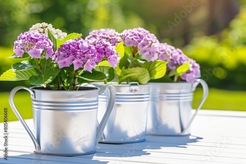 Vibrant pink hydrangeas in metal pots bask under the warm sunlight, honoring Mothers Day.