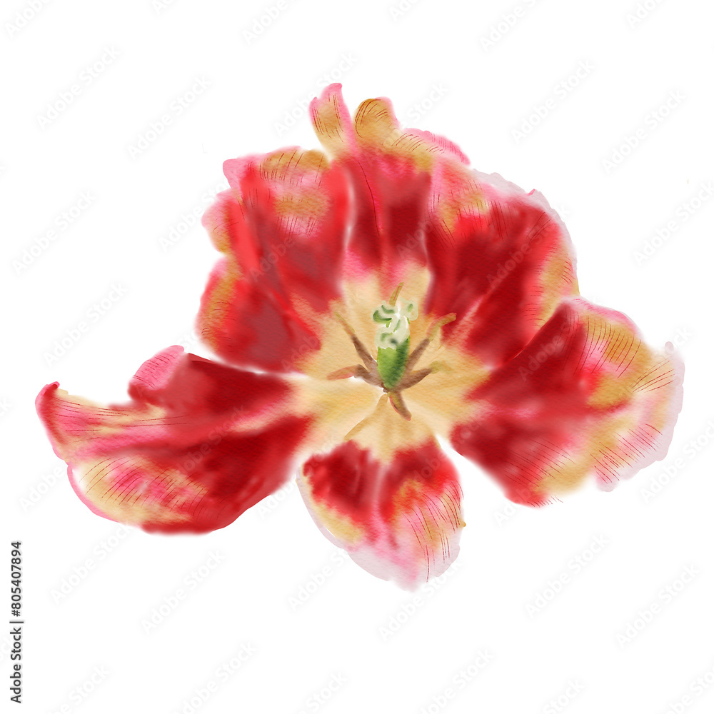 single scarlet blooming tulip on a white background is a handmade botanical watercolor illustration for decorating wedding invitations, greeting cards and festive packaging. single scarlet blooming tulip on a white background is a handmade botanical watercolor illustration for decorating wedding invitations, greeting cards and festive packaging.