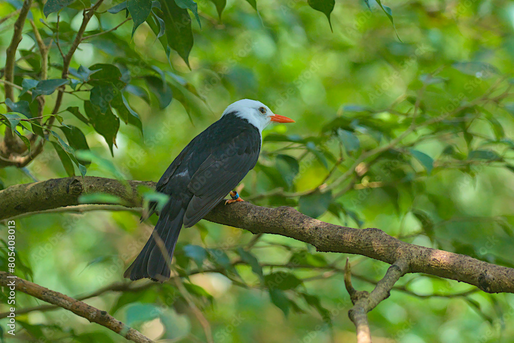 The image of the black white-headed bird Bulbul on a tree branch against the backdrop of nature. Species of passerine birds from the bulbul family. The beauty of the wild. The image of the black white-headed bird Bulbul on a tree branch against the backdrop of nature. Species of passerine birds from the bulbul family. The beauty of the wild.