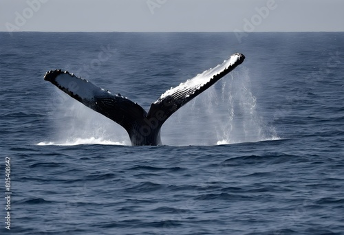 A view of a Humpback Whale in the water