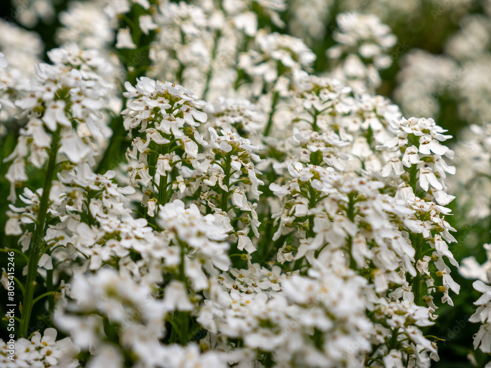 Detail shots of evergreen candytuft with different focus levels and blurred effects Detail shots of evergreen candytuft with different focus levels and blurred effects