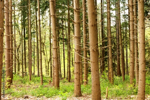 Fototapeta Naklejka Na Ścianę i Meble -  sosny w lesie