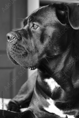 Cane Corso, chien molosse, en noir et blanc