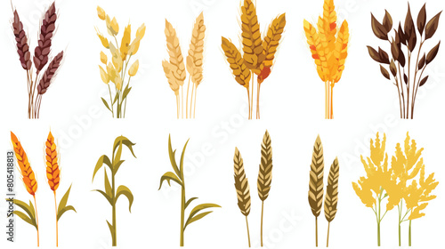 Set of cereal plants. Crops of barley rye corn buck