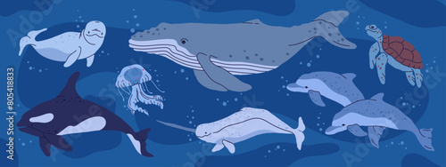 Photography Wild ocean animals