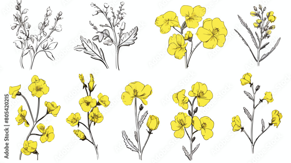 Set of detailed botanical drawings of blooming rape